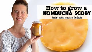 How to Grow your own Kombucha Scoby Part 1 Kombucha Series [upl. by Tolliver]