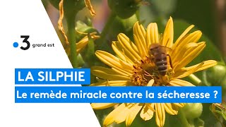 La silphie  le remède miracle contre la sécheresse [upl. by Ahsemed]