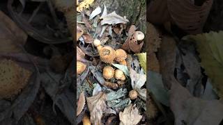 Pholiota squarrosa Фоліота звичайна Лускатка звичайна mushroom nature wildmushrooms природа [upl. by Veronika]