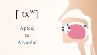 txʷ  unvoiced aspirated velarized labialized apical alveolar stop [upl. by Brag266]