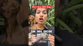 The Dog suïcide bridge🐶👻horrorstories shorts facts mystery youtubeshorts trending youtube [upl. by Yendys316]