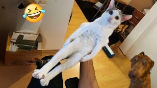 Try Not To Laugh Cats And Dogs Videos 😁  New Funny Animals Video 2024 2 [upl. by Ubana]