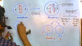 Nondisjunction of chromosome [upl. by Ariday]