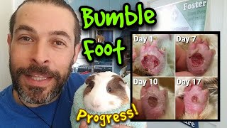 Bumblefoot Care amp Treatment  Healing Progress  Part 3 [upl. by Mogerly]