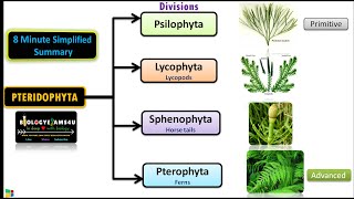 Classification of Pteridophytes with Example  Plant Classification [upl. by Nylecaj]