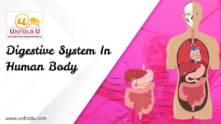 How Does The Digestive System Works in Human Body  Biology Science  Life Processes Chapter [upl. by Aivital]