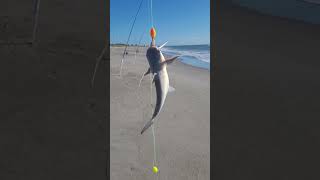 Transitioned from Hardhead catfish to sailcats at Cocoa Beach tight lines [upl. by Charpentier840]