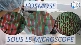 Osmose Sous le microscope expérience scientifique [upl. by Akibma]