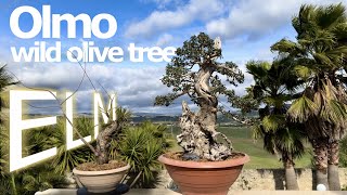 Nuovo OLMO Arte amp BONSAI [upl. by Hanikas]