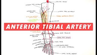 dorsalis pedis artery palpation [upl. by Blanca]