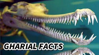 Gharial Facts the SOUR CROCODILE  Animal Fact Files [upl. by Mendy]