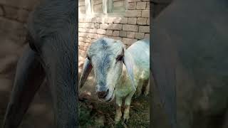 Sheep breed Balochiviralshorts youtubeshorts shortvideo trending sheep music [upl. by Trinee]