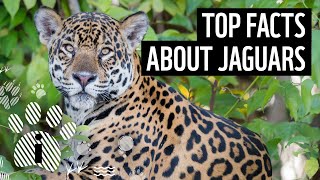 Top facts about jaguars  WWF [upl. by Naened]