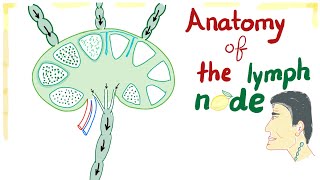 Anatomy of the Lymph node  Best Explanation Ever [upl. by Alene]