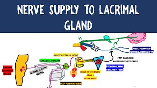 NERVE SUPPLY TO LACRIMAL GLAND  NEUROANATOMY [upl. by Pavel]