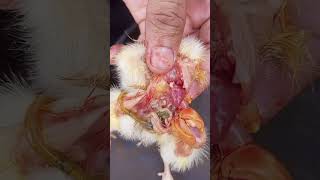 How to diagnose air sacculitis and why Ecoli is chasing broiler and causing colibacilosis chicken [upl. by Blakely]