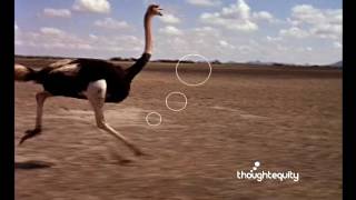 Ostrich Running [upl. by Anawd]