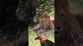 Fearless Fight Lion Confronts Vulture [upl. by Ellevehs]