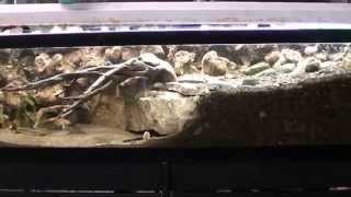 North American Native Stream Tank [upl. by Doughty]