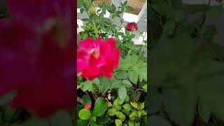 Lovely rose villagelife kerala [upl. by Rue]