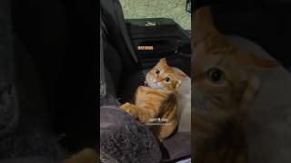 🙀 Stakeout Freak Out 🎥 odiethetruckingcat IG shorts [upl. by Aikam]