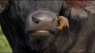 Oxpecker cleaning a buffalo’s nostrils and ears [upl. by Hatty]