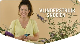 Vlinderstruik snoeien 4 tips  Mijn Border  Pokon [upl. by Iadahs]