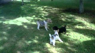 pelea de perros 2 foxterrier vs caniche [upl. by Bettine468]