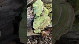 Some pretty violet toothed polypore fungi fungus green [upl. by Hertha893]