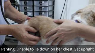 A panting Shih Tzu has congestive heart failure Cannot lie down on her chest [upl. by Rains72]