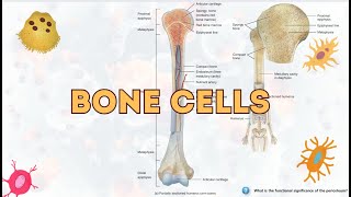 quotBone Cells Types Functions and Their Importance Explained BoneCells HumanBiology skeletal [upl. by Ahsemik]