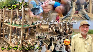 Kabotar Mandi Peshawar New Updates  Racer Pigeons Full Information Ring Road 😍  Khyber Social Tv [upl. by Nnil]