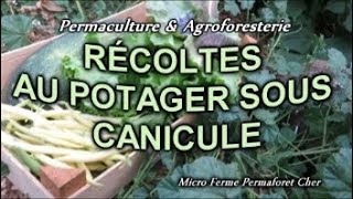 PERMACULTURE amp AGROFORESTERIE RÉCOLTE 😃 POTAGER DÉTÉ SOUS CANICULE Permaforet Bio [upl. by Chandra37]