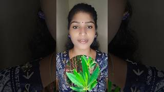 Conocarpus tree  Dangerous tree  Voice Of Punitha shorts tamil facts [upl. by Haim]