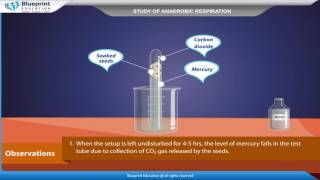 Study of anaerobic respiration [upl. by Annaerb160]