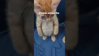 Please subscribe love memes funny fypシ゚viral fyp laugh shortstrendingtrendpleasesubscribe [upl. by Einneg]