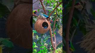 The wild macaw parrots l Fpisode dancemusic shot butiful ghanshyamyoutuber2543 [upl. by Stewardson]