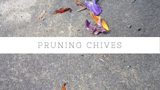 Pruning Chives to encourage regrowth [upl. by Lorena917]