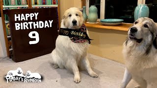 家族みんなで9歳の誕生日をお祝いしたアランです Great Pyrenees グレートピレニーズ [upl. by Milla605]