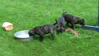 Presa Canario Puppies  Sanders Kennels [upl. by Dalpe150]