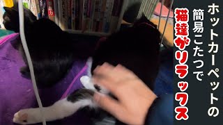 タキシード猫と黒猫はホットカーペットの簡易こたつでリラックス＆おやつの時間（保護猫カフェ出身）Tuxedo cat and black cat relax on hot carpet [upl. by Imoin80]