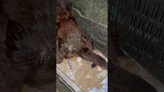 hen hatching eggs 2024 pets nature naturelovers shorts reels ytshorts youtubeshorts [upl. by Airpac]