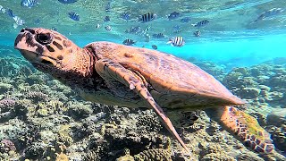 Hawksbill sea turtle Eretmochelys imbricata in 4K [upl. by Murry]