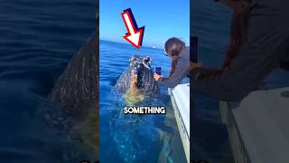 Giant whales ASK humans to remove barnacles 😱 shorts barnacles [upl. by Repmek]