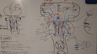 Neurology  Reticular Formation [upl. by Nomit]