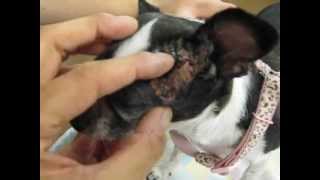 Calcinosis cutis in a Chihuahua with Cushings [upl. by Patience]