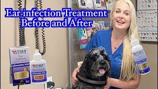 Ear Infection Treatment  Zymox Products Before and After [upl. by Gladys483]