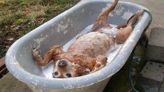 This dog is the definition of relaxation while bathing Dogs vs Bath 😱 [upl. by Mellman]