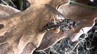 Paper Wasp Vespidae Polistes fuscatus Female on Leaf [upl. by Adialeda]