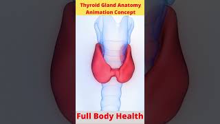 Human Body Glands Thyroid Gland Anatomy Animation Concept  Shorts Health [upl. by Aihsilef304]